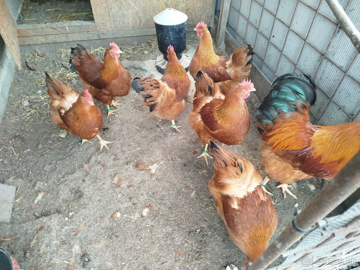 Nasadové vajcia hempšír - 7