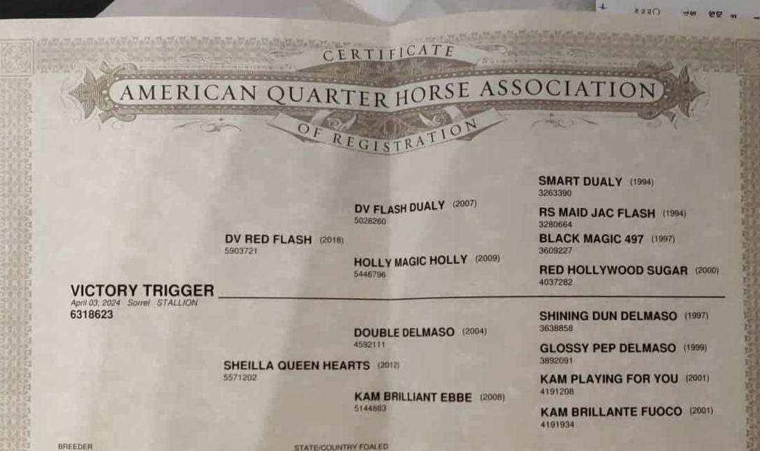 Mladý žrebec QH - 7