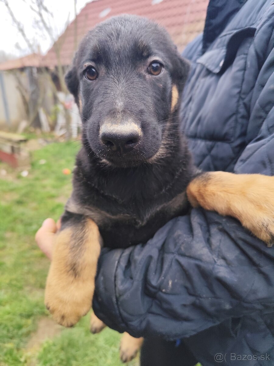 Nemecký ovčiak - 7
