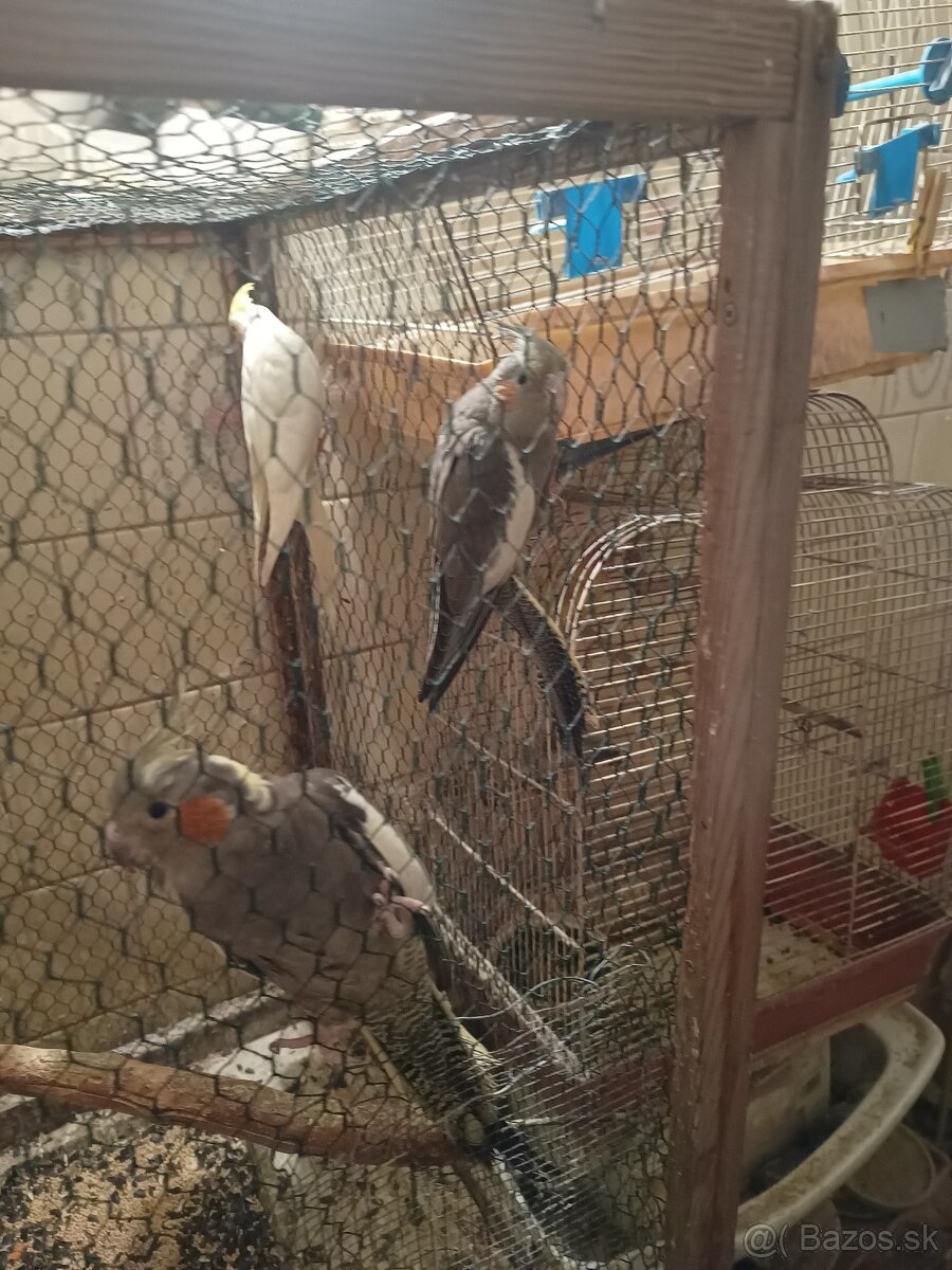 Predám korely aj andulky - 7