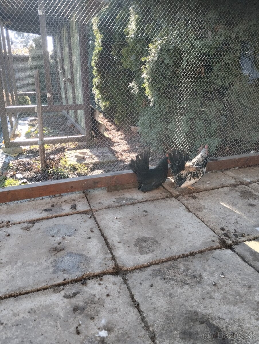 Predam kohúty - 7