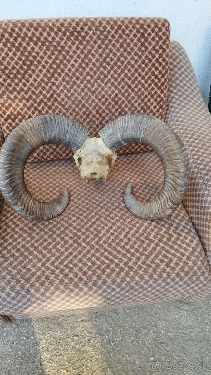 Predám trofej muflona parožie zhody trofeje - 7