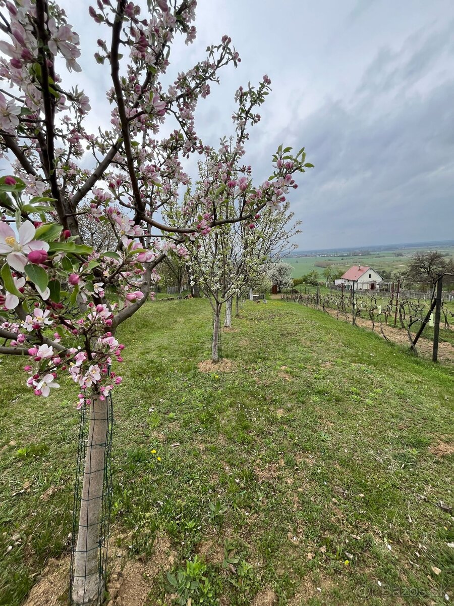 ZĽAVNENÉ • Na predaj vinohrad. domček s pivnicou a pozemkom - 7