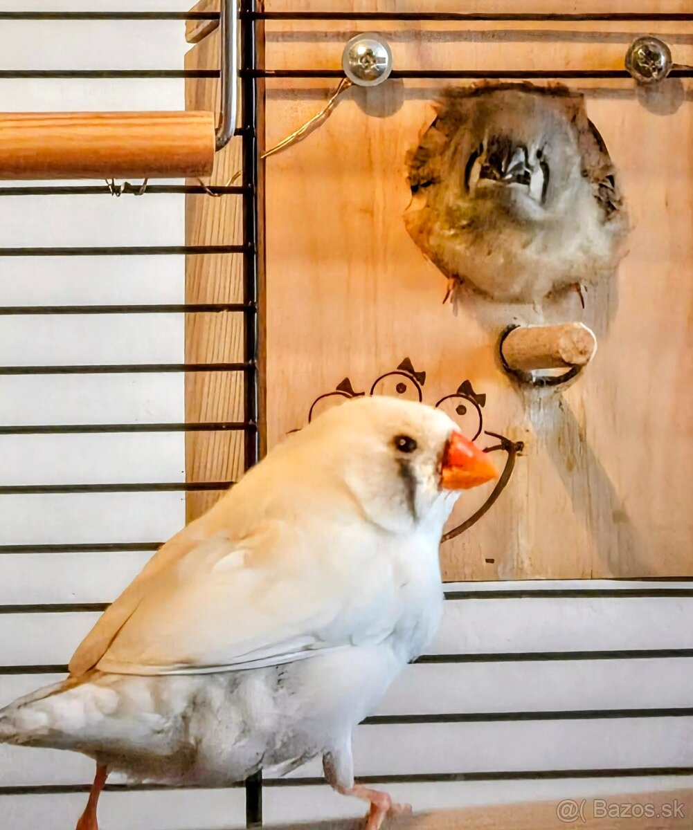 Zebricky maldý chovný pár - 7