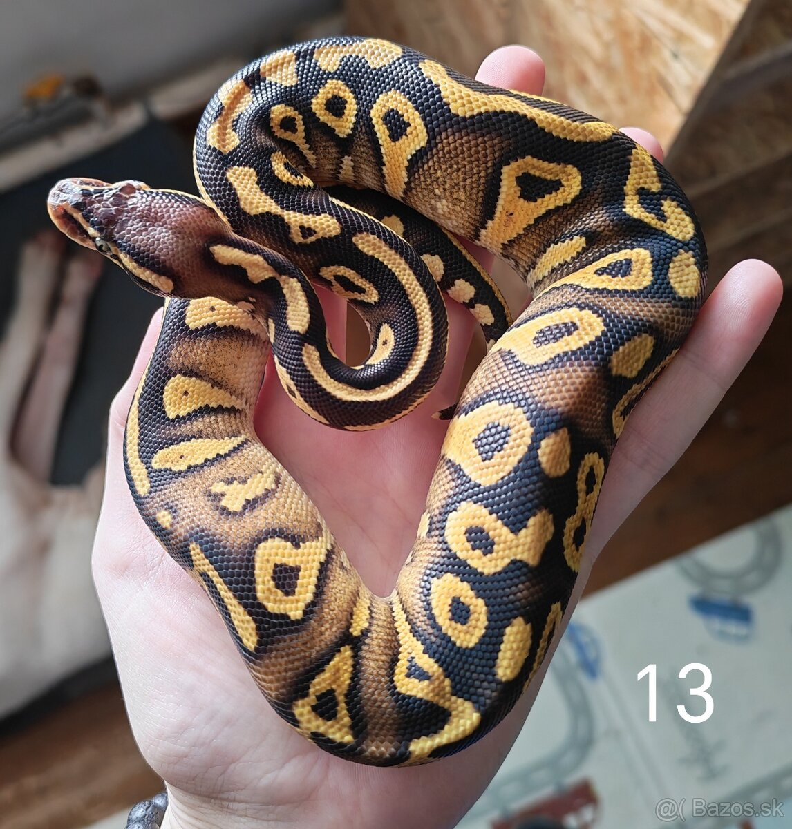 Pytón kráľovský/ Python regius - 7
