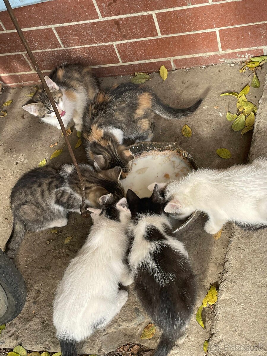 DARUJEM MAČIČKY AJ KOCÚRIKOV DO DOBRÝCH RÚK - 7