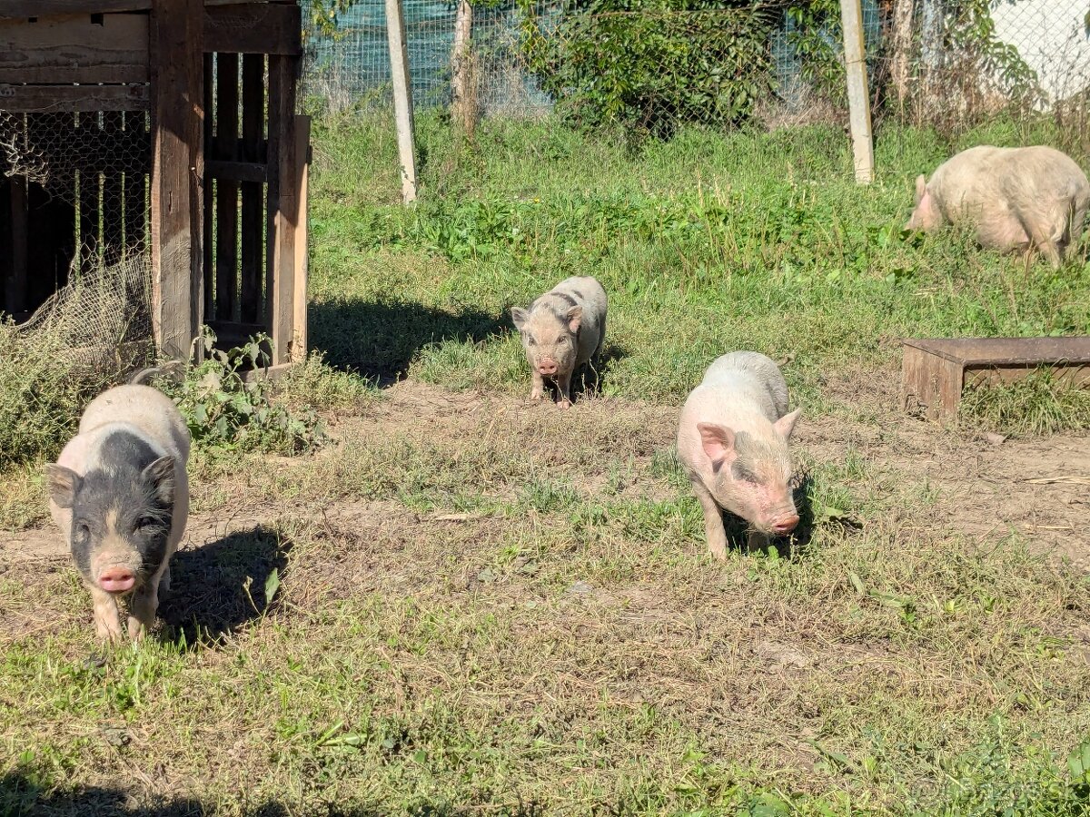 gottingenske mini prasiatka prasa prasce gotingen sviňa svin - 7