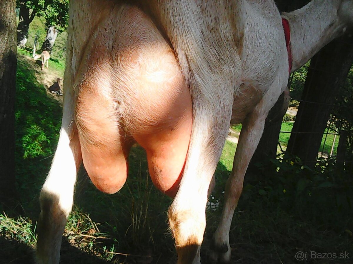 na predaj bezrohý cap do chovu - 7