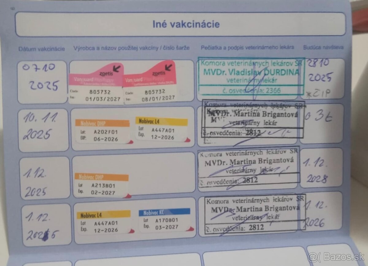 Americký Staford - 7