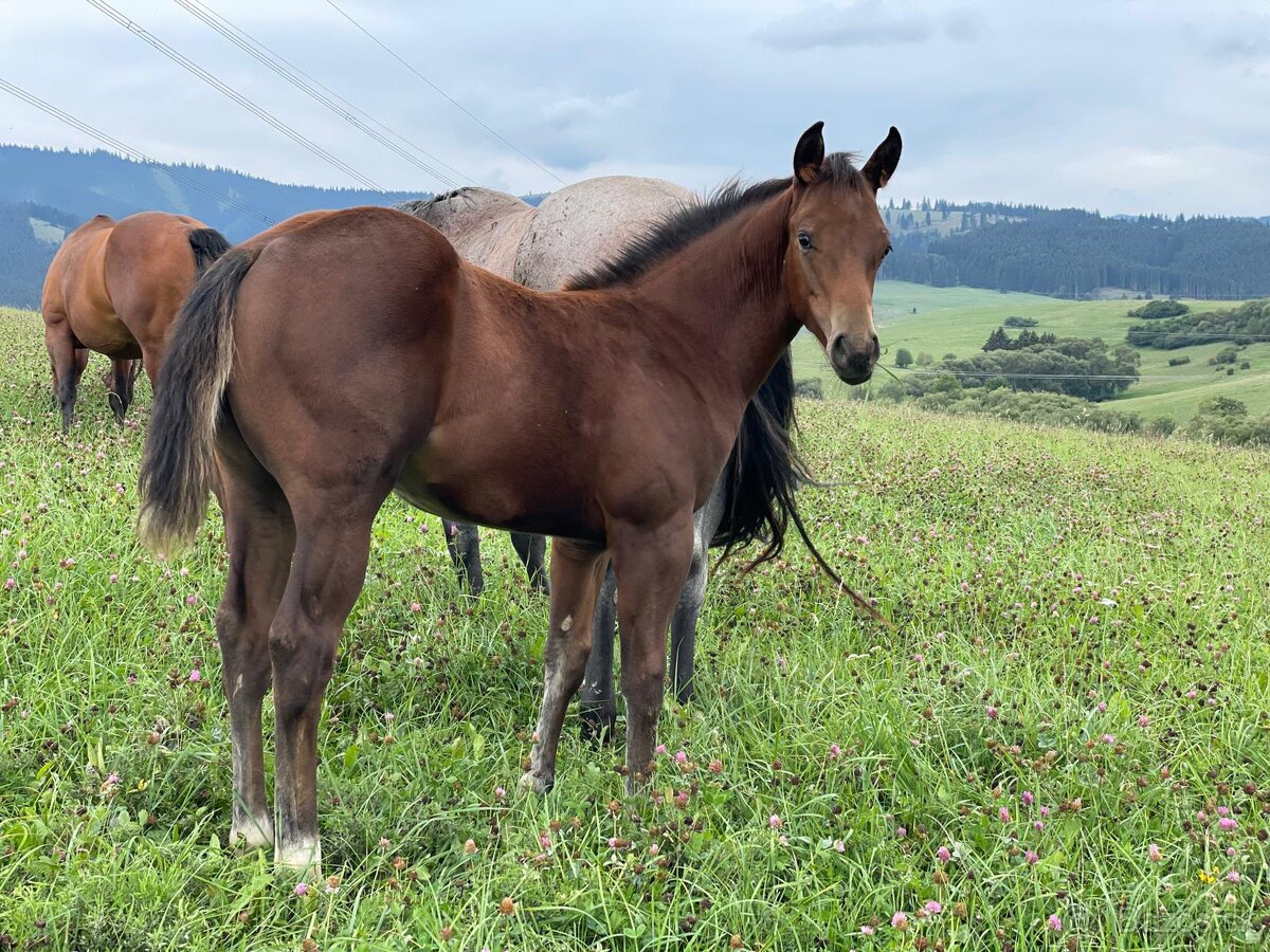 Kobyla Quarter horse - 7