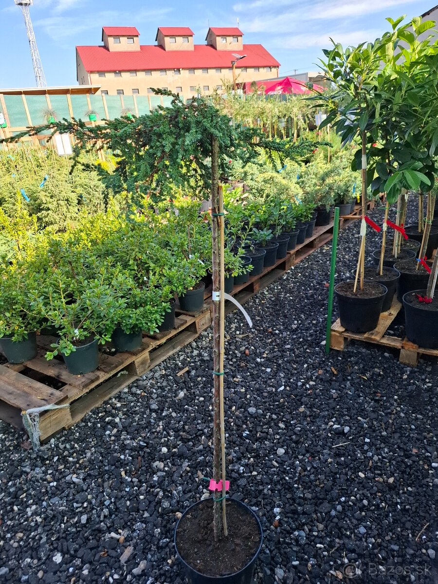 Stromy na kmienku - 7