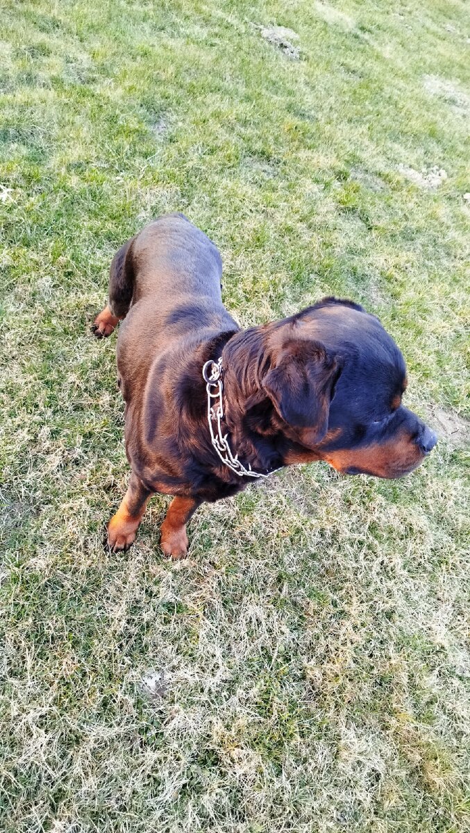 Rottweiler na krytie - 7