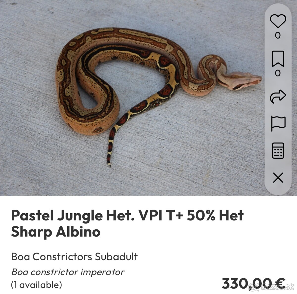 Veľhad kráľovský/ Boa constrictor - 7