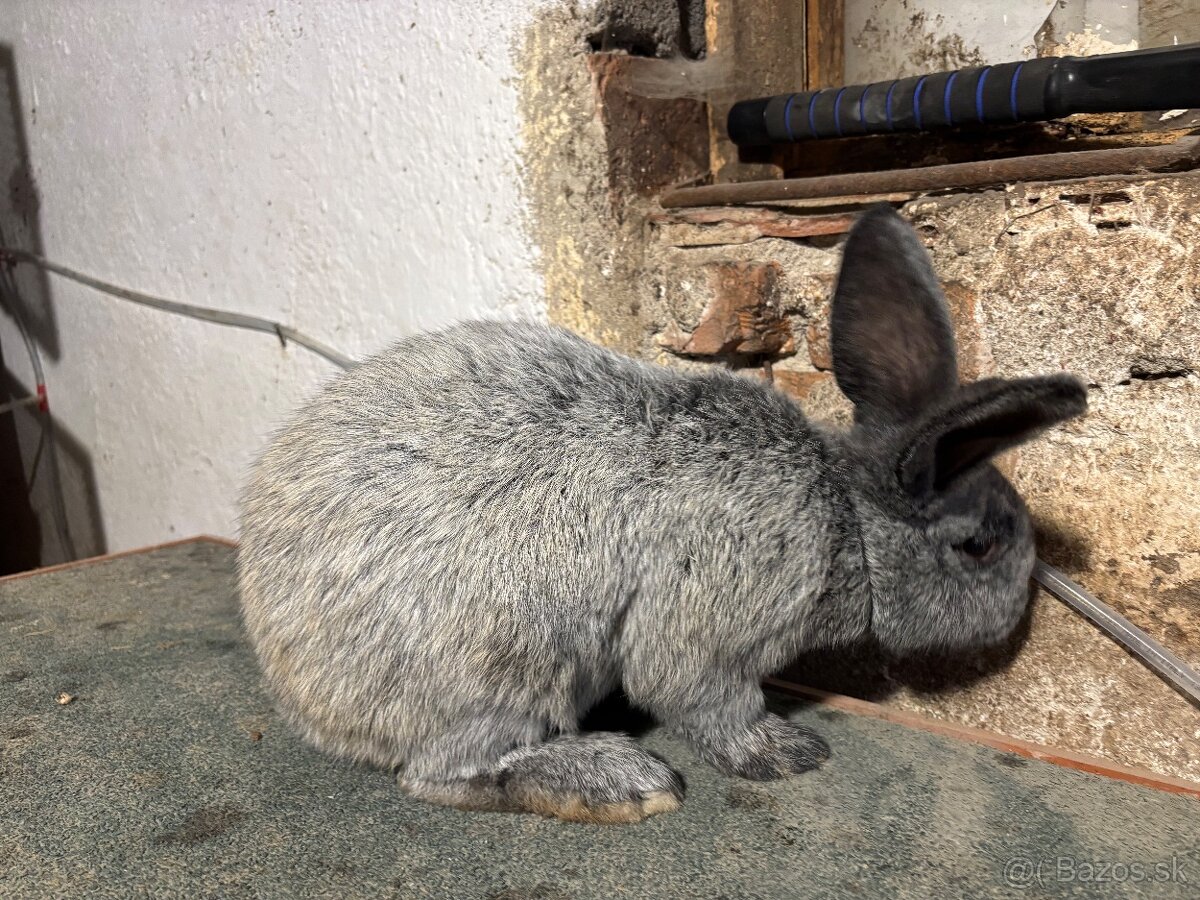 Predám zajace - 7