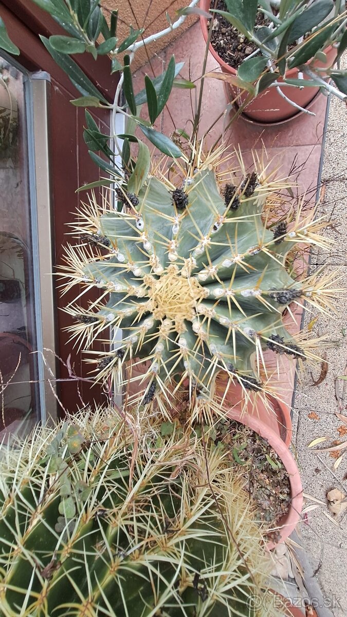 Kaktusy na predaj - 7