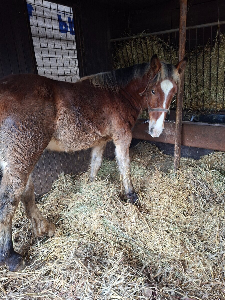 Predam tazne zriebata - 7