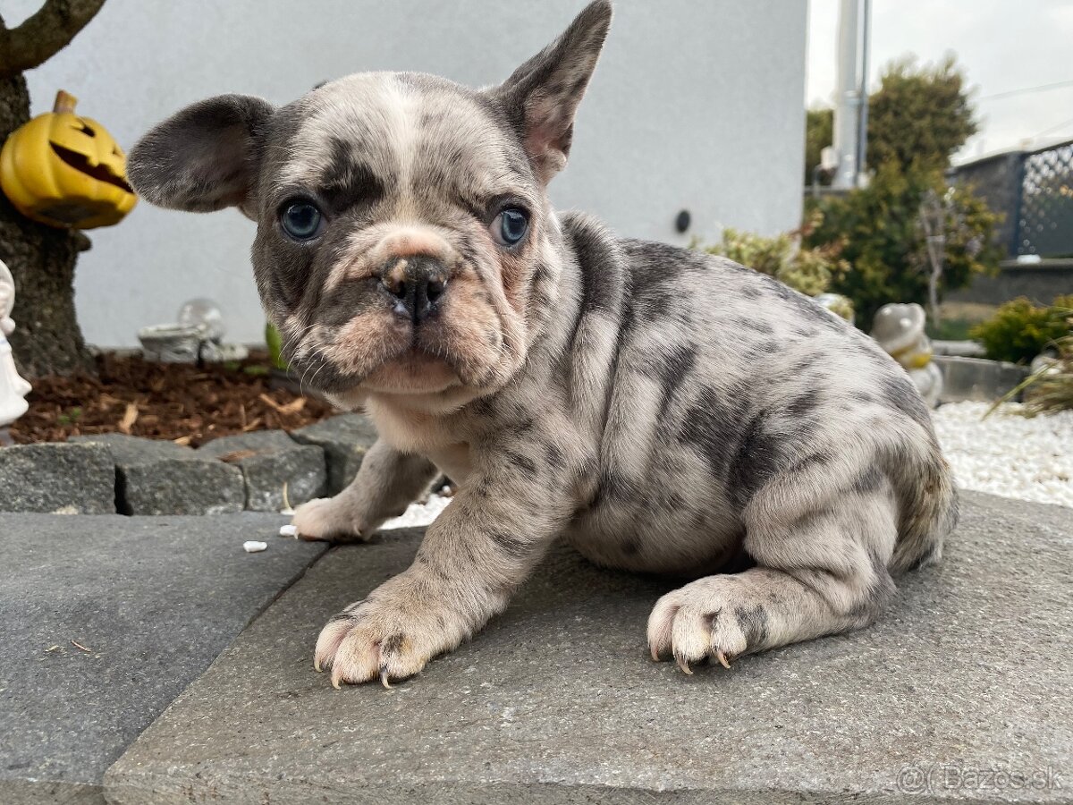 Francuzsky buldoček - 7