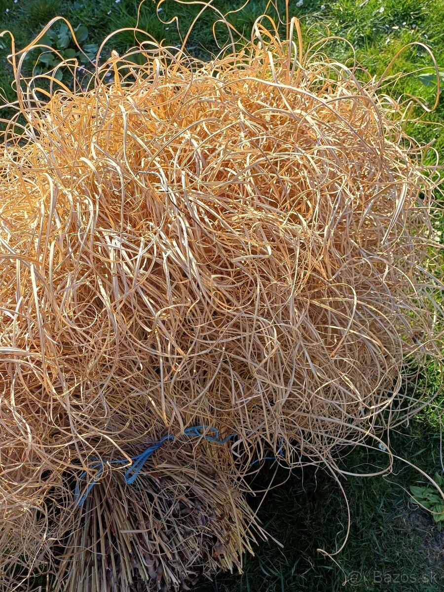 Predám okrasnú trávu - 7