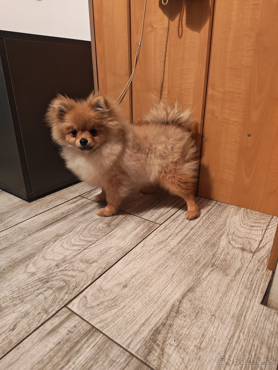 Pomeranian fenka - 7