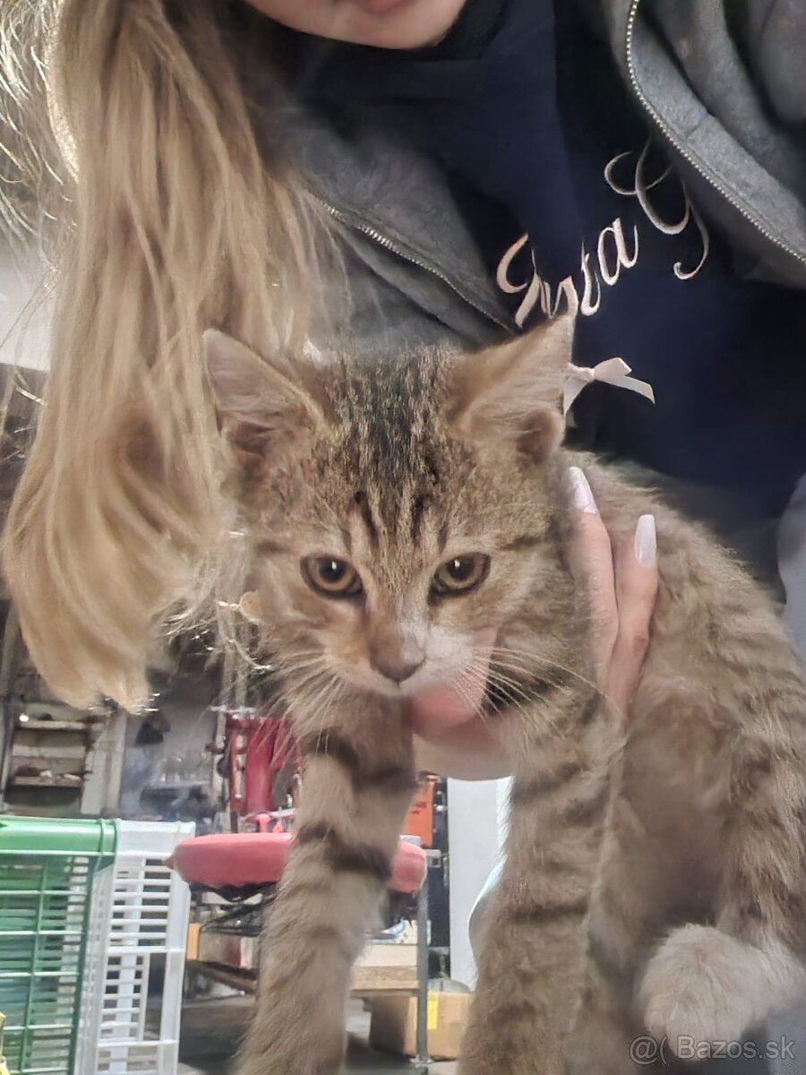 Mačiatko - 7