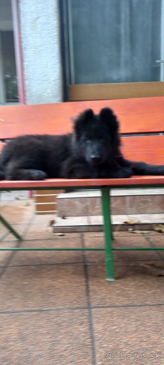 Nemecký ovčiak šteniatka - 7