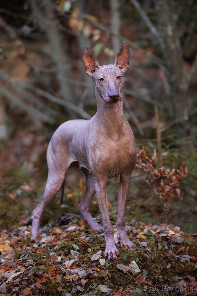 Peruánsky a Mexický naháč - 7