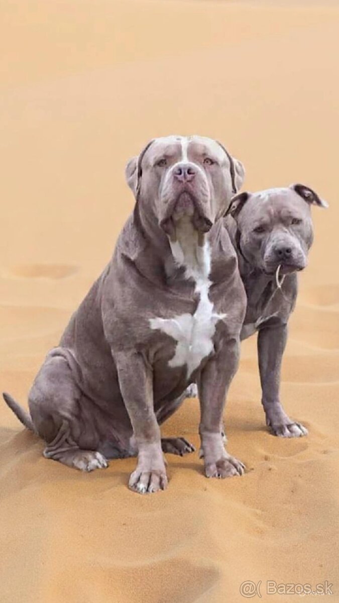 Pejsek American bully xl xxl - 7