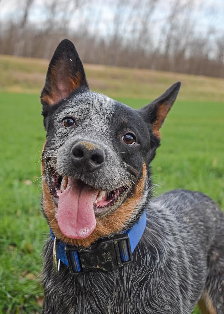 Darujem za veterinárny poplatok - 7