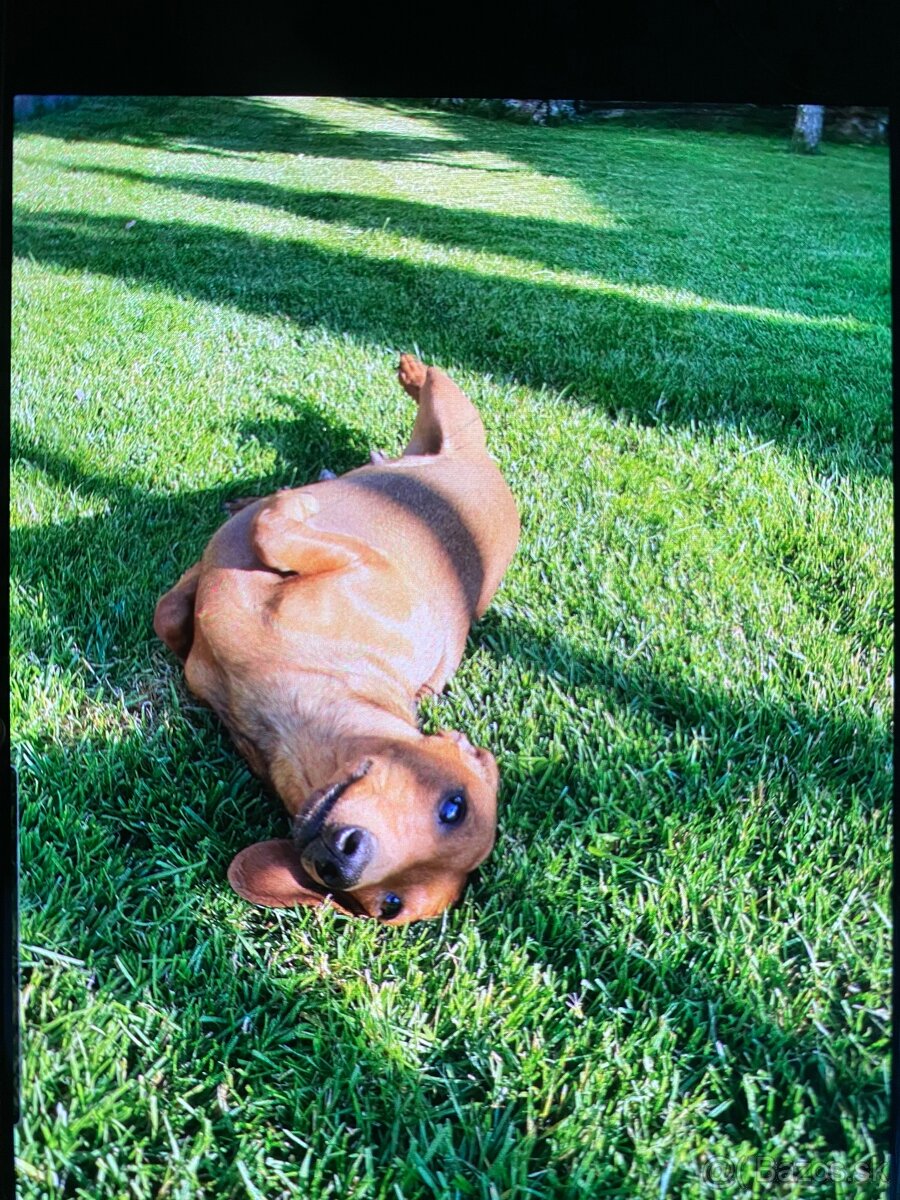 Jazvecik trpaslici - 7