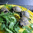 Suchozemská korytnačka - 7