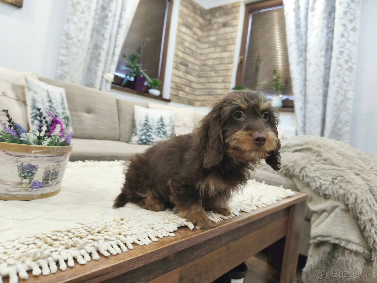 jazvečík trpasličí králičí - 7