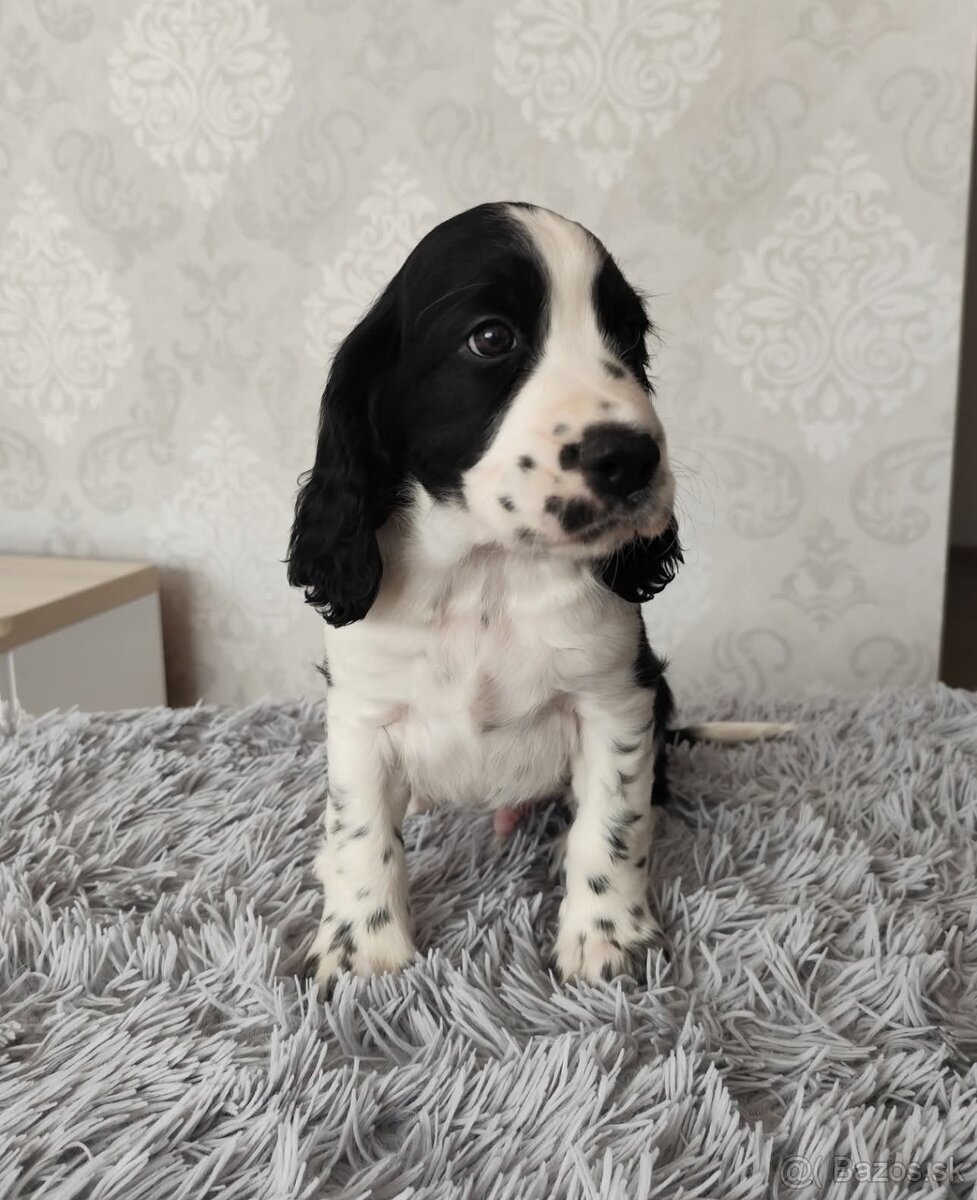 Anglicky špringeršpaniel šteniatko pes s PP - 7