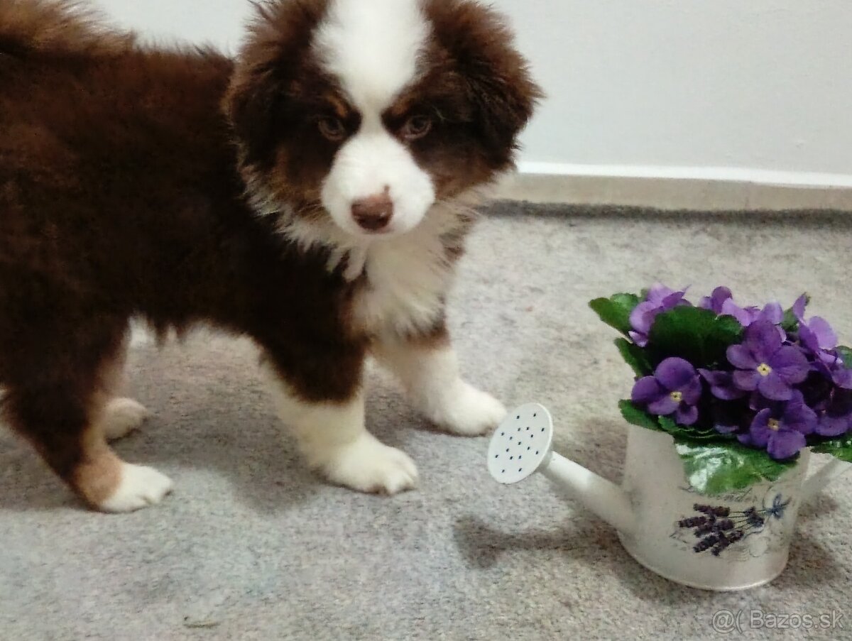 Miniaturní Americký ovčák s PP - 7