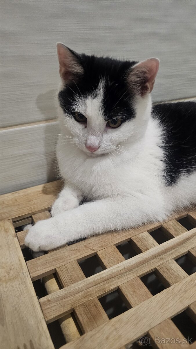 Darujem 4,5mes. kocúrika,zaočkovaný,zdravý - 7