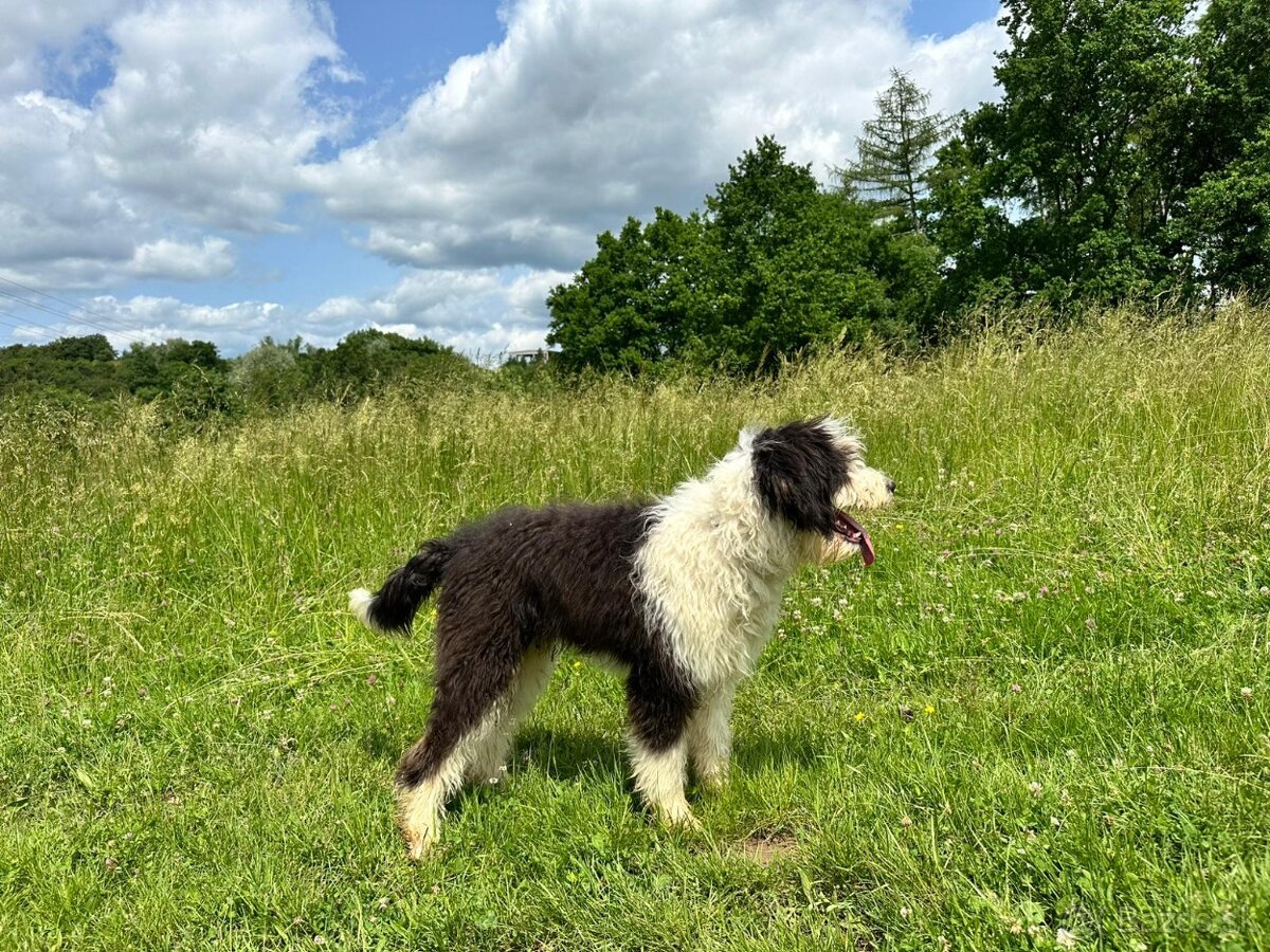 Pejsek BORDOODLE S PP - 7