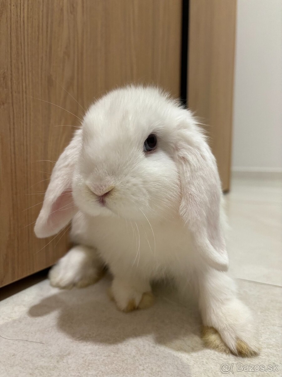 Huňaté Minilop králiky -BIOvýživa, odborný chov, VP - 7