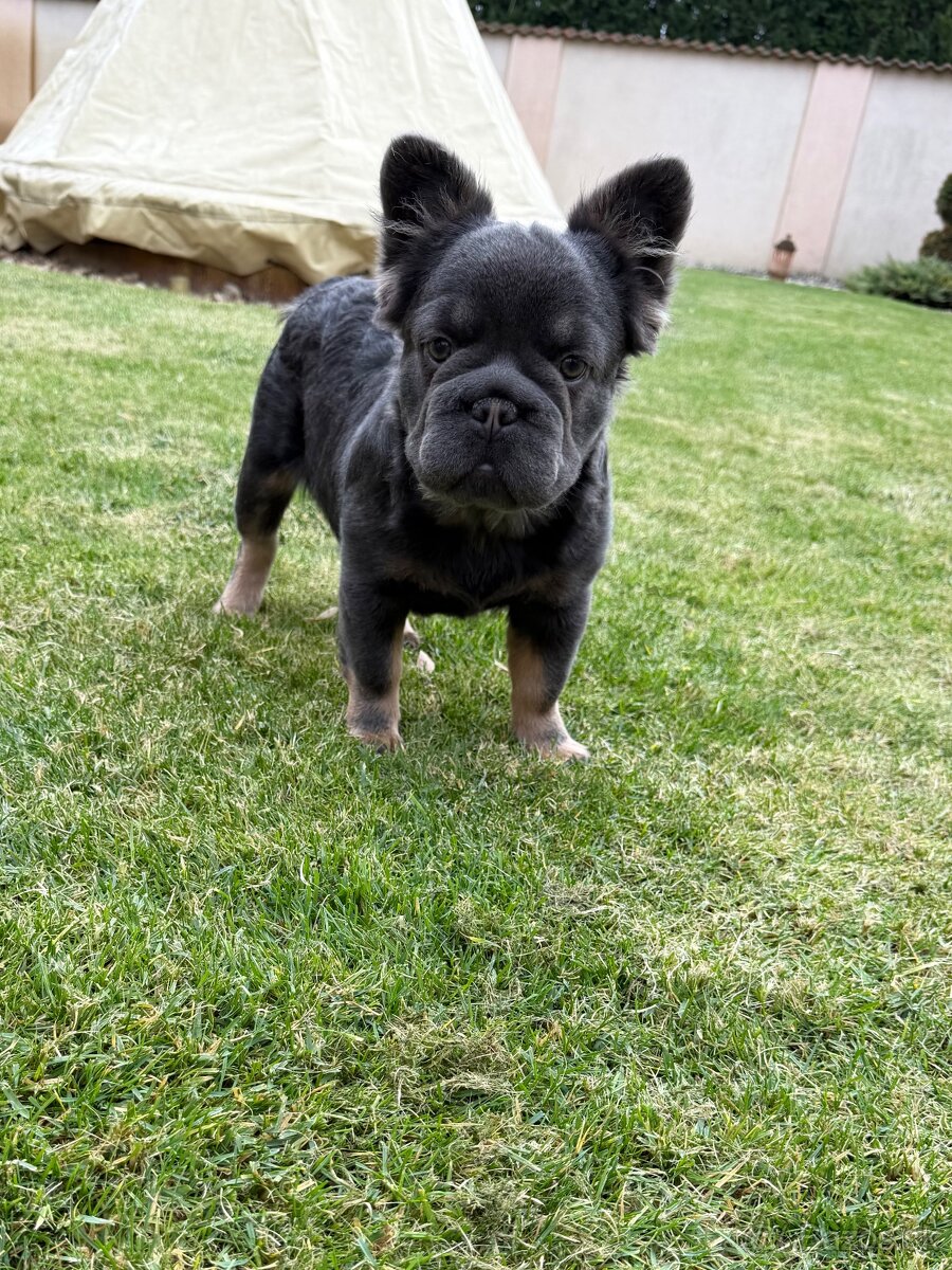 Francuzsky buldoček isabella and tan merle a big rope fenka - 7