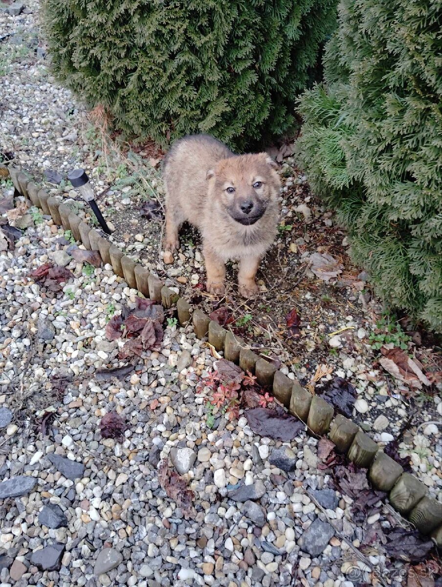 Československý vlčiak - 7