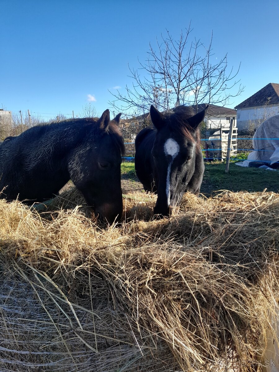 Na predaj valach 10r - 7