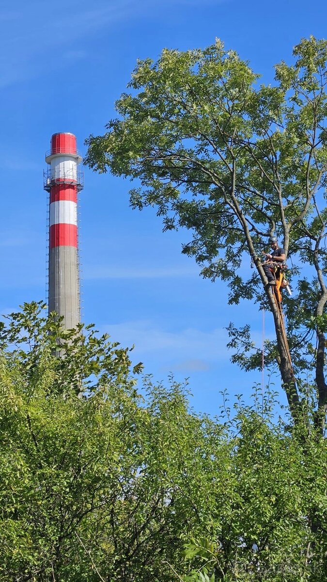 Orezávanie stromov, rizikový výrub stromov, pilčícke práce - 7