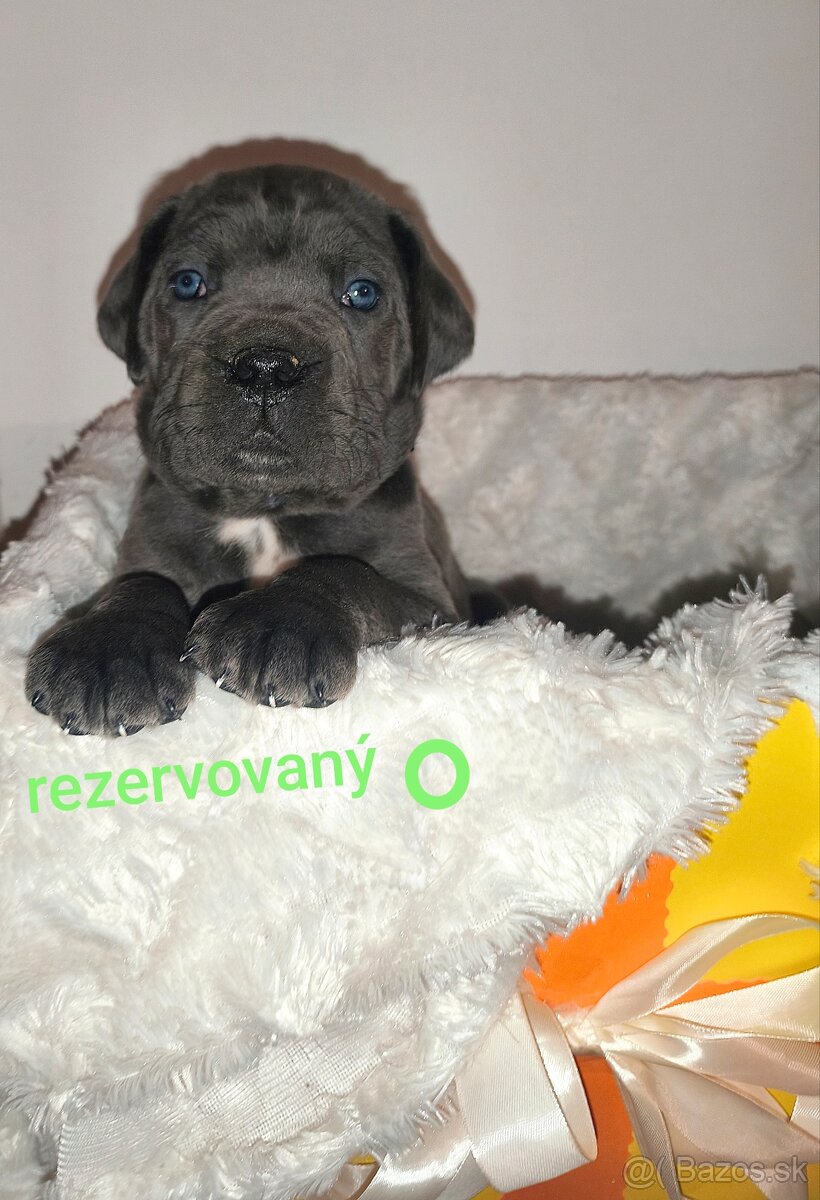 cane corso šteniatka bez PP - 7