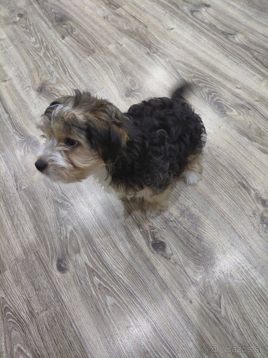 Yorkshirsky teriér - 7