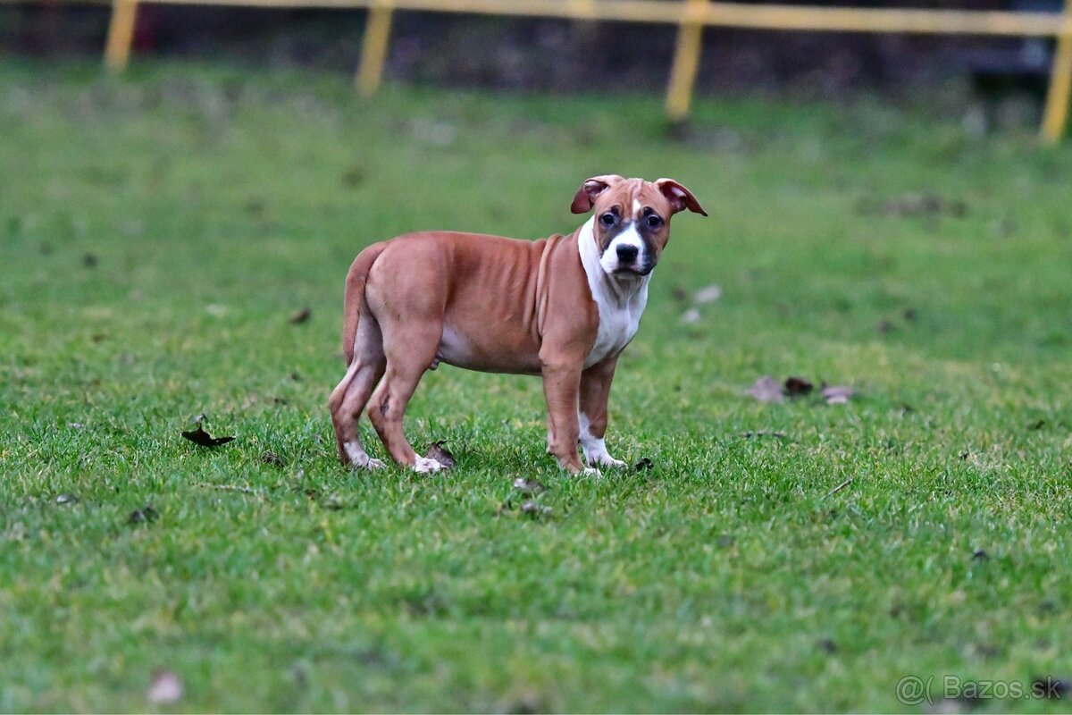 Americký stafordšírsky teriér s pp - 7
