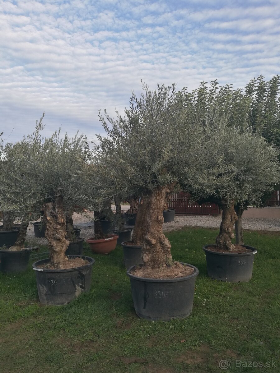 Olivovník Mrazuvzdorný - 7