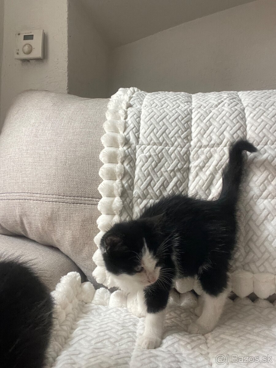 Huňate maciatka odber hned - 7