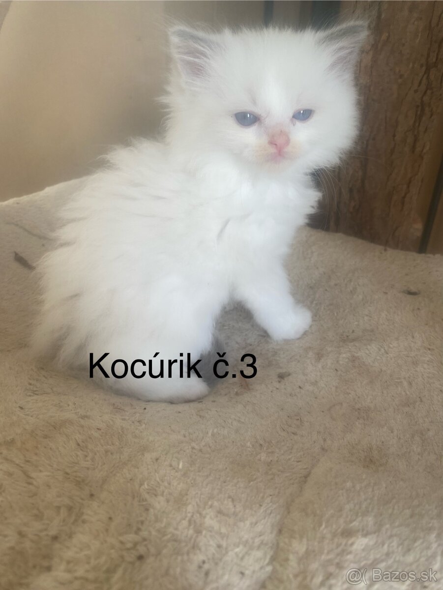 Ragdoll mačiatka bez PP-poslední 3 voľní kocúrikovia - 7