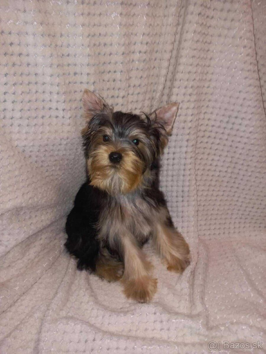 York, Yorkshire, Yorkshirsky terier, mini yorkshire samec - 7