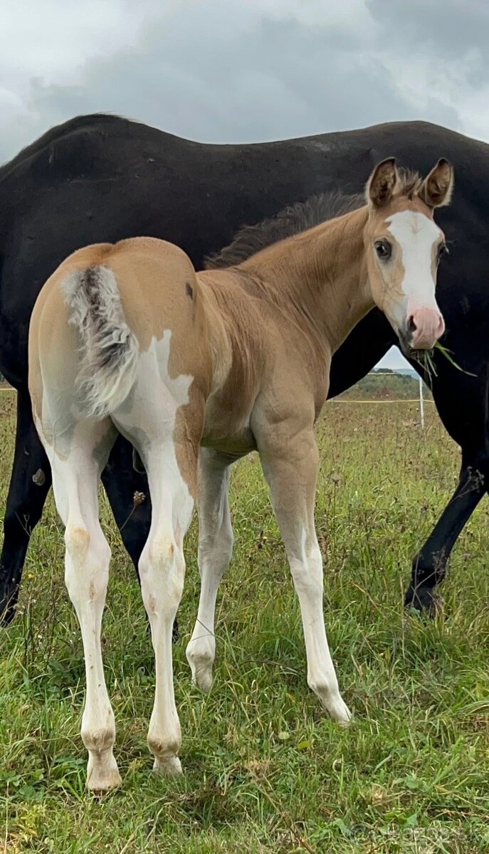 Zrebcek Aph Buckskin overo/sabino - 7