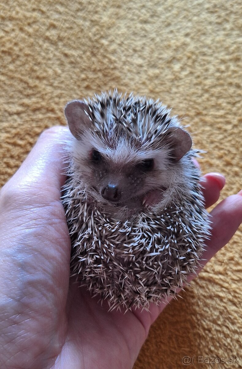 Ježko africký bielobruchý-samička - 7