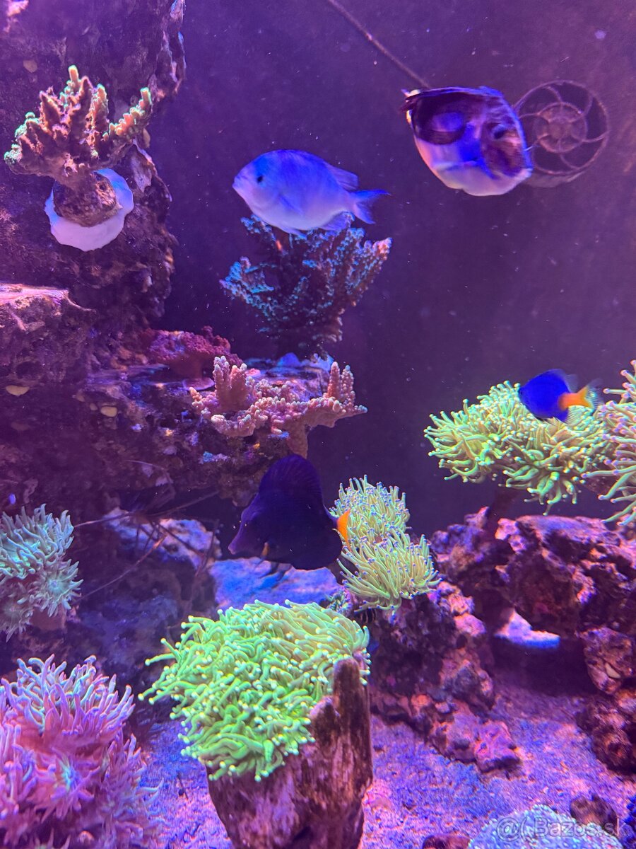 Morské Akvárium 170x60x60 - 7